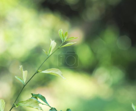 Foto de Homalomena planta vareigada en maceta nersery listo para mover para la plantación - Imagen libre de derechos