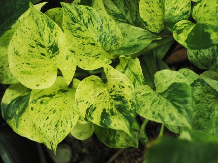 variegated plant in house pot for decorate garden 