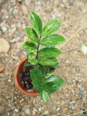 Téléchargez les photos : Vareigated plante zamioculcas zamiifolia dans pot maison jardin - en image libre de droit