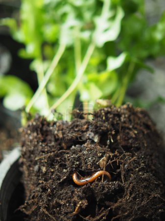 Téléchargez les photos : Milipede animal de compagnie dans le sol de la plante rester spirale dans le jardin et le sol frais - en image libre de droit