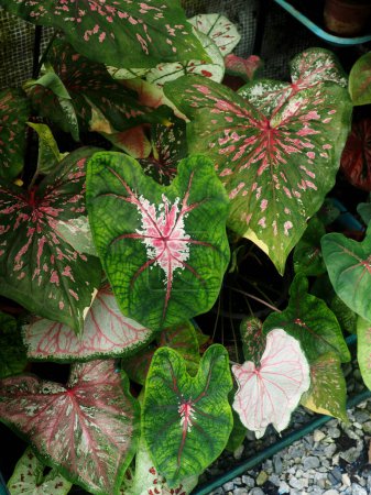 Foto de Bueatyful caladium bicolor house pot sweet and vareigated plants angelwing garden hilobueaty - Imagen libre de derechos