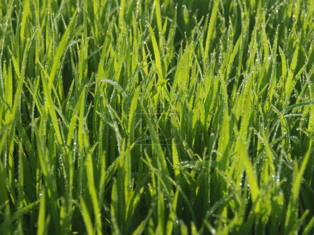 Foto de Arroz granja verde fondo gota y luz borrosa estilo fondo dulce - Imagen libre de derechos