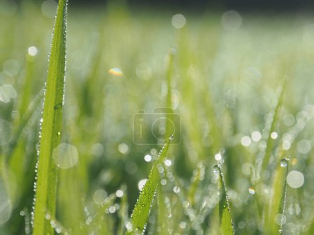 Foto de Arroz granja verde fondo gota y luz borrosa estilo fondo dulce - Imagen libre de derechos