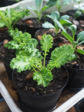 kale vegetable in pot baby and growing up een vegetable healthy care