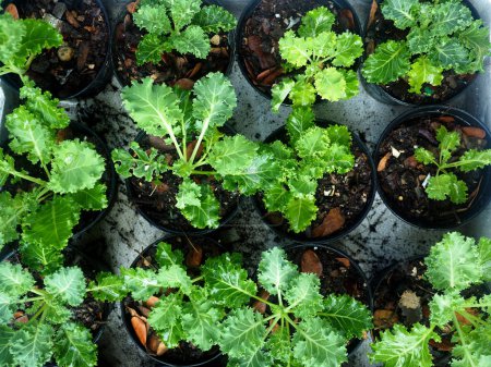 kale vegetable in pot baby and growing up een vegetable healthy care