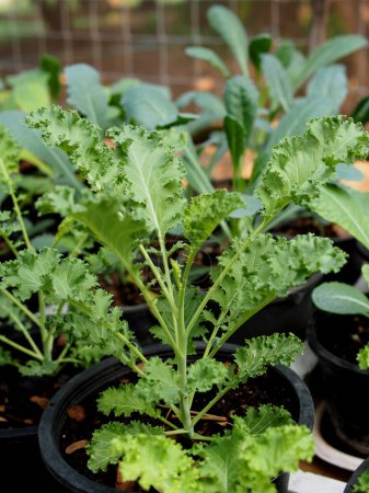 kale and green salad plant in pot garden fresh and Organic