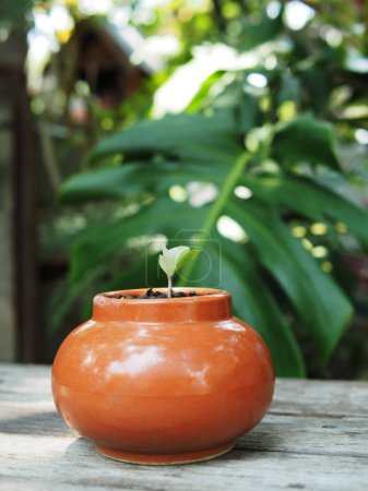 zamioculcas mamifolia en pot caramique sur table avec fond de jardin nature
