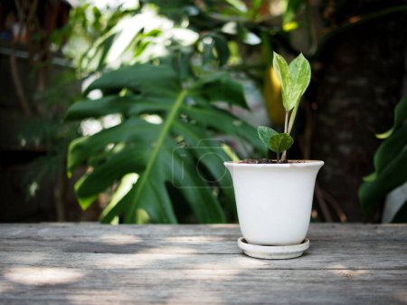 Téléchargez les photos : Zamioculcas mamifolia en pot caramique sur table avec fond de jardin nature - en image libre de droit
