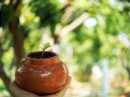 zamioculcas mamifolia im Karaoke-Topf auf dem Tisch mit Garten Hintergrund Natur
