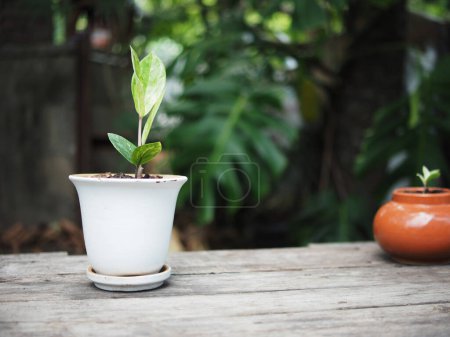 Téléchargez les photos : Zamioculcas mamifolia en pot caramique sur table avec fond de jardin nature - en image libre de droit