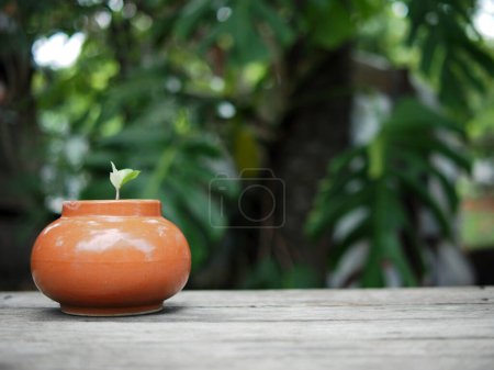 zamioculcas mamifolia en pot caramique sur table avec fond de jardin nature
