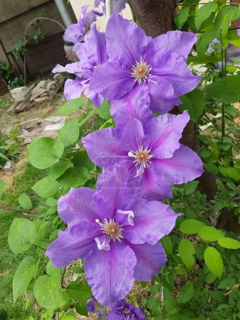 Foto de Delicado hermoso púrpura clematis flores. - Imagen libre de derechos