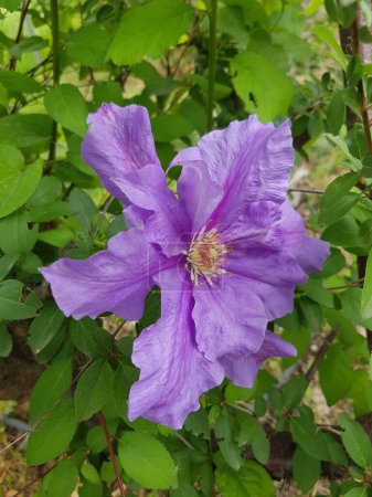 Foto de Delicado hermoso púrpura flor clematis. - Imagen libre de derechos