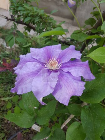 Foto de Delicado hermoso púrpura flor clematis. - Imagen libre de derechos
