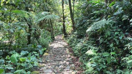 Foto de Sendero en la selva o selva tropical sendero de senderismo en paisajes verdes muy hermoso - Imagen libre de derechos