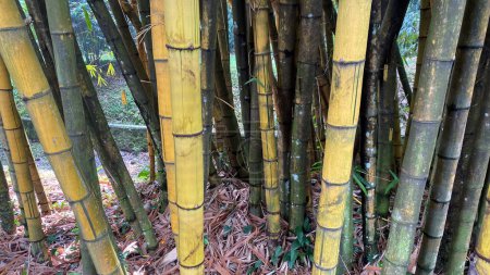 bambusa vulgaris ou bambou jaune, poussant dans la forêt tropicale, dans le jardin botanique, fond de bambou