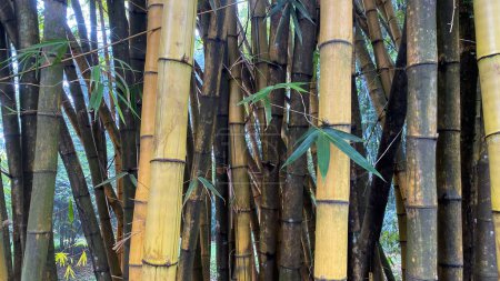 bambusa vulgaris ou bambou jaune, poussant dans la forêt tropicale, dans le jardin botanique, fond de bambou