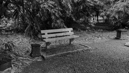 Eine leere Bank mitten im Wald. geheimnisvolle Szene, umgeben von hohen Bäumen und Gras, Schwarz-Weiß-Fotografie