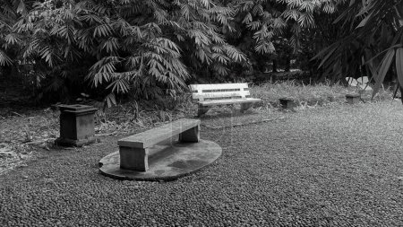 Un banc vide au milieu de la forêt. scène mystérieuse, entourée de grands arbres et d'herbe, photographie en noir et blanc