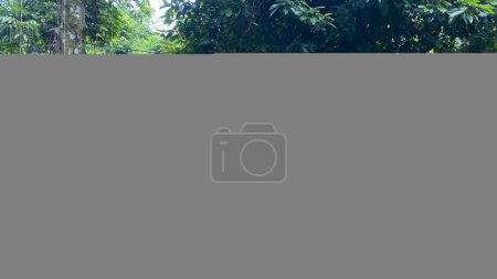 Foto de Sendero a pie en el bosque, rodeado de árboles y hierba verde, selva tropical de Asia - Imagen libre de derechos