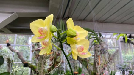 yellow Phalaenopsis amabilis, commonly known as the moon orchid or moth orchid in India and as anggrek bulan in Indonesia, is a species of flowering plant in the orchid family Orchidaceae