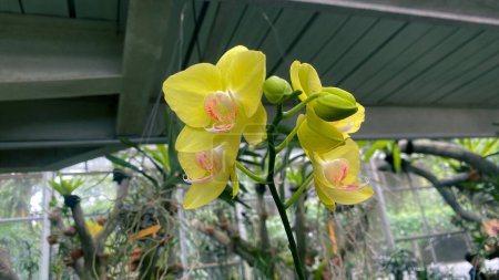 yellow Phalaenopsis amabilis, commonly known as the moon orchid or moth orchid in India and as anggrek bulan in Indonesia, is a species of flowering plant in the orchid family Orchidaceae