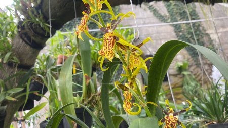 Oncidium sphacelatum or dancing lady orchid, beautiful yellow orchids flower in garden, close up shot, Golden Shower