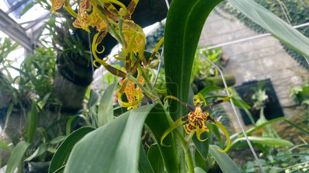 Oncidium sphacelatum or dancing lady orchid, beautiful yellow orchids flower in garden, close up shot, Golden Shower
