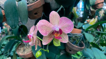 Zweig von Phalaenopsis Orchideen mit zarten rosa und violett gepunkteten Linien, auch Mottenorchidee, Schmetterling, angreifende Bulan oder Mondorchidee genannt. 