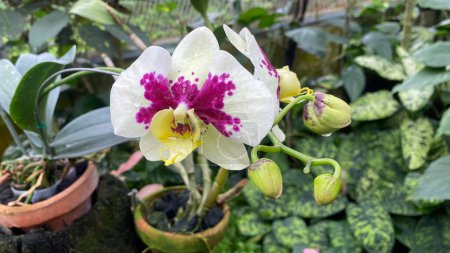 orchidée blanche avec des taches violettes sur les pétales, Prince léopard sur fond de jardin. Doritaenopsis, est une espèce hybride entre les orchidées Phalaenopsis et Doritis