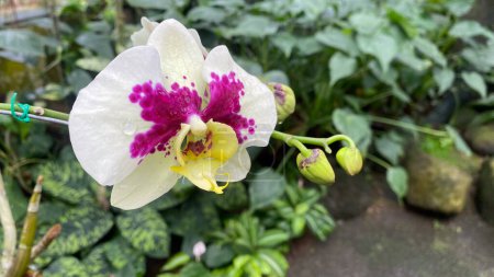 orchidée blanche avec des taches violettes sur les pétales, Prince léopard sur fond de jardin. Doritaenopsis, est une espèce hybride entre les orchidées Phalaenopsis et Doritis
