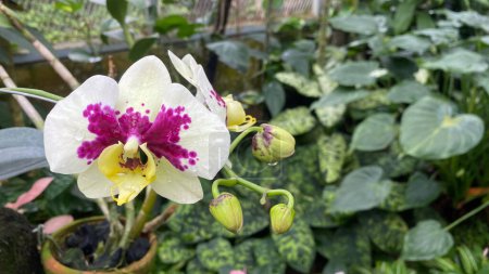 weiße Orchidee mit lila Flecken auf Blütenblättern, Leopardenprinz auf Gartenhintergrund. Doritaenopsis, eine Hybridart zwischen Phalaenopsis und Doritis-Orchideen