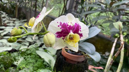 weiße Orchidee mit lila Flecken auf Blütenblättern, Leopardenprinz auf Gartenhintergrund. Doritaenopsis, eine Hybridart zwischen Phalaenopsis und Doritis-Orchideen