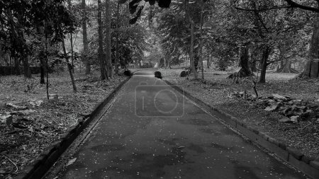 empty road in the middle of forest or park or garden, asphalt road in tropical rain forest with tall trees, mysterious black and white, halloween background