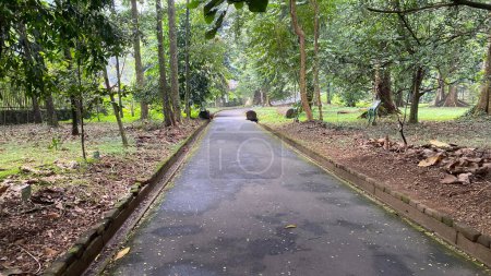 empty road in the middle of forest or park or garden, asphalt road in tropical rain forest with tall trees
