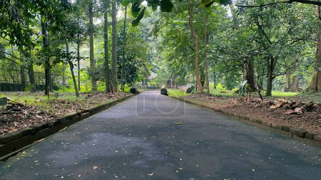 empty road in the middle of forest or park or garden, asphalt road in tropical rain forest with tall trees