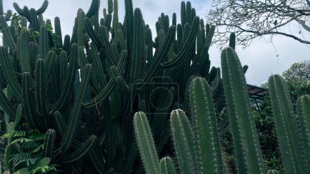 planta de cactus grande con agujas o espinas, cactus o plantas de cactus alto en el paisaje del jardín, hermoso fondo de la naturaleza