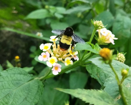 Foto de Una abeja chupa el néctar de una flor silvestre se ve fascinante en Gangtok en Sikkim, India. Esta es una temporada de flores cuando las abejas recogen néctares de las flores y hacen miel durante la primavera.. - Imagen libre de derechos