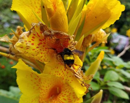Foto de Una abeja chupa el néctar de una flor amarilla de Gladius y se ve hipnotizada en Sonada en Darjeeling, India. Esta es una temporada de flores cuando las abejas recogen néctares de las flores y hacen miel durante la primavera.. - Imagen libre de derechos
