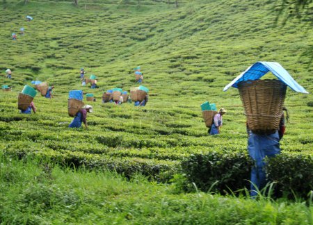 Téléchargez les photos : Les travailleurs cueillent des feuilles de thé ont l'air hypnotisant au Temi Tea Garden dans le sud du Sikkim, en Inde. Il s'agit d'un domaine de thé solitaire au Sikkim créé en 1969 qui couvre une superficie de 440 acres de terres. - en image libre de droit