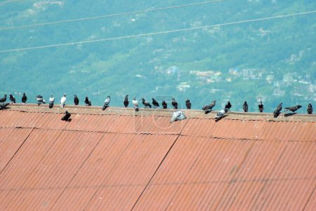 Foto de Las palomas encaramadas en una matriz en la azotea se ven fascinantes en el área del Monasterio Rumtek en Gangtok, Sikkim. Se cree que, si una paloma se queda en la casa, trae prosperidad y se considera que es simbólico de la fertilidad. - Imagen libre de derechos