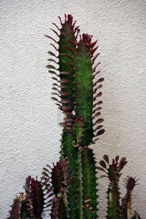 Foto de Euphorbia Trigona Rubra, Cactus Rubia Roja Real, Árbol de Buena Suerte en frente de una pared del patio - Imagen libre de derechos