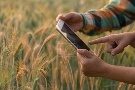 Ein paar Agronomen analysieren Daten im Gerstenfeld. Landwirt-Ehepaar untersucht Getreidefeld und sendet Daten vom Tablet in die Cloud. Smart Farming und digitale Landwirtschaft. Modernes landwirtschaftliches Management