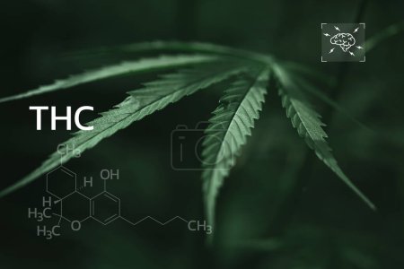 THC-Formel, Tetrahydrocannabinol. CBD- und THC-Elemente in Cannabis, Anbau von Marihuana, medizinischem Marihuana, Verteilungsgeschäft. Cannabinoide und Gesundheit, Hanfindustrie, Hintergrund des grünen Blattmusters.