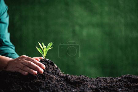 Foto de Día Mundial del Medio Ambiente. Manos plantando las plántulas en el suelo. Idea de proteger el medio ambiente y reducir el calentamiento global. Símbolo de la primavera, el comienzo del bosque, concepto de ecología. Día de la Tierra. - Imagen libre de derechos