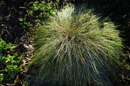 Festuca glauca in the garden in February. Festuca glauca, commonly known as blue fescue, is a species of flowering plant in the grass family, Poaceae. Berlin, Germany