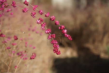 Photo for Bushes with coral berries Symphoricarpos orbiculatus in February. Symphoricarpos orbiculatus, coralberry, buckbrush or Indian currant is a woody species of flowering plant in the honeysuckle family. Berlin, Germany - Royalty Free Image
