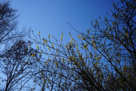 Photo for Blooming Forsythia in the garden in March. Forsythia is a genus of flowering plants in the olive family Oleaceae. Berlin, Germany - Royalty Free Image