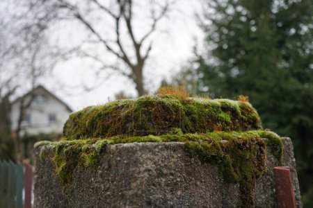 Photo for Ceratodon purpureus on a concrete fence post in February. Ceratodon purpureus is a dioicous moss with a color ranging from yellow-green to red. Berlin, Germany - Royalty Free Image