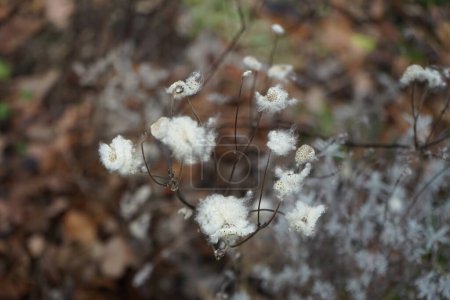 Foto de Semillas esponjosas de Eriocapitella hupehensis en febrero. Eriocapitella hupehensis, una especie de planta con flores perteneciente a la familia Ranunculaceae. Berlín, Alemania - Imagen libre de derechos